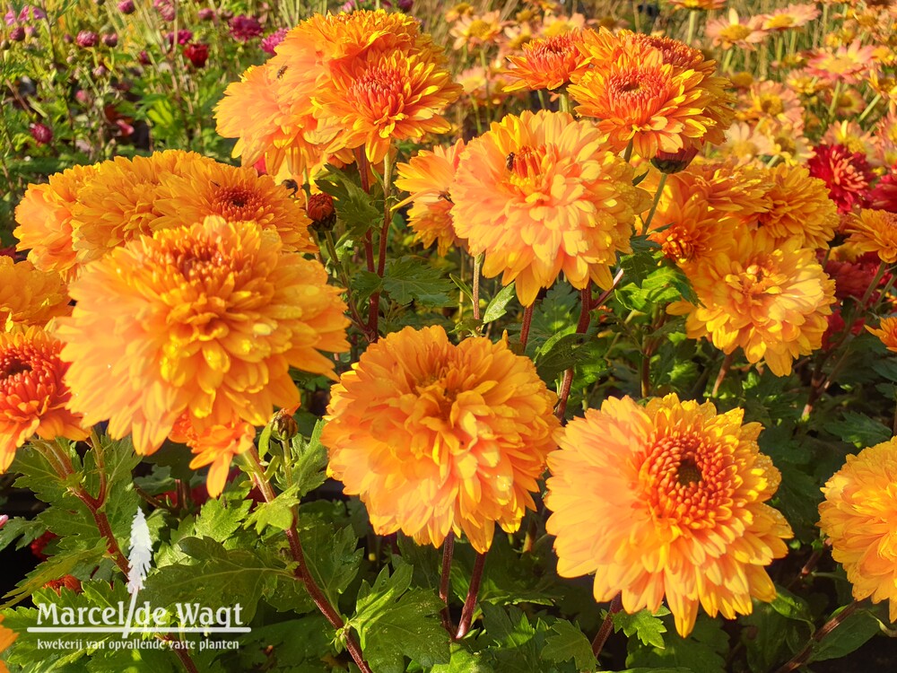 Chrysanthemum Indian Summer