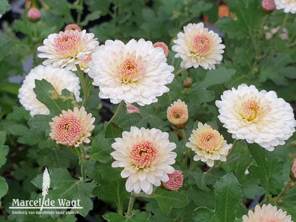 Chrysanthemum indicum Julia