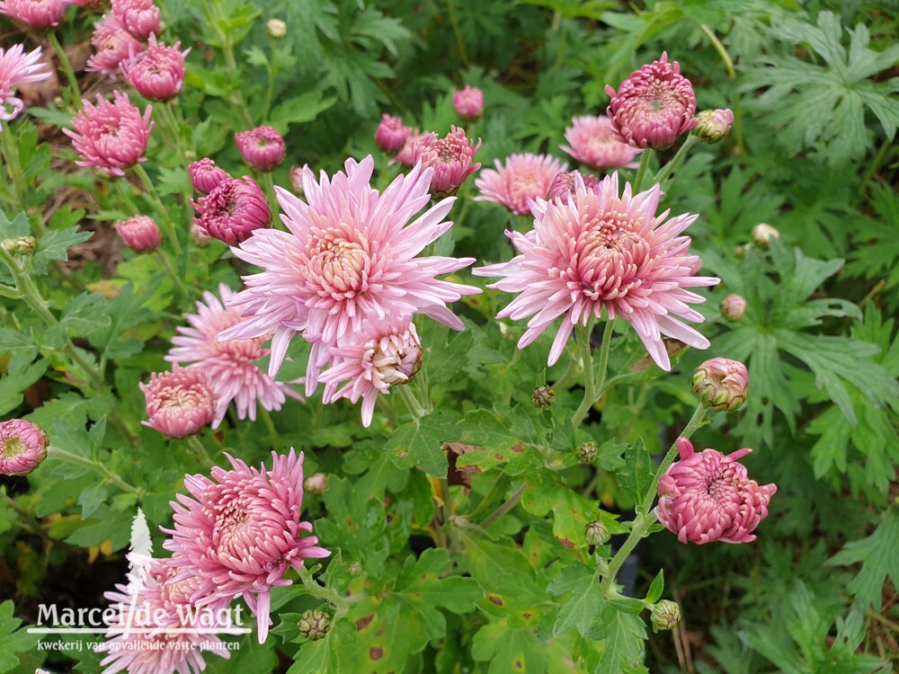 Chrysanthemum indicum Orchid Helen