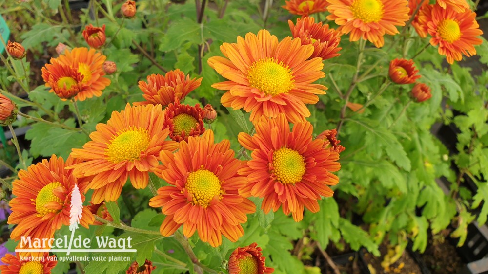 Chrysanthemum Irish Sophie Orange