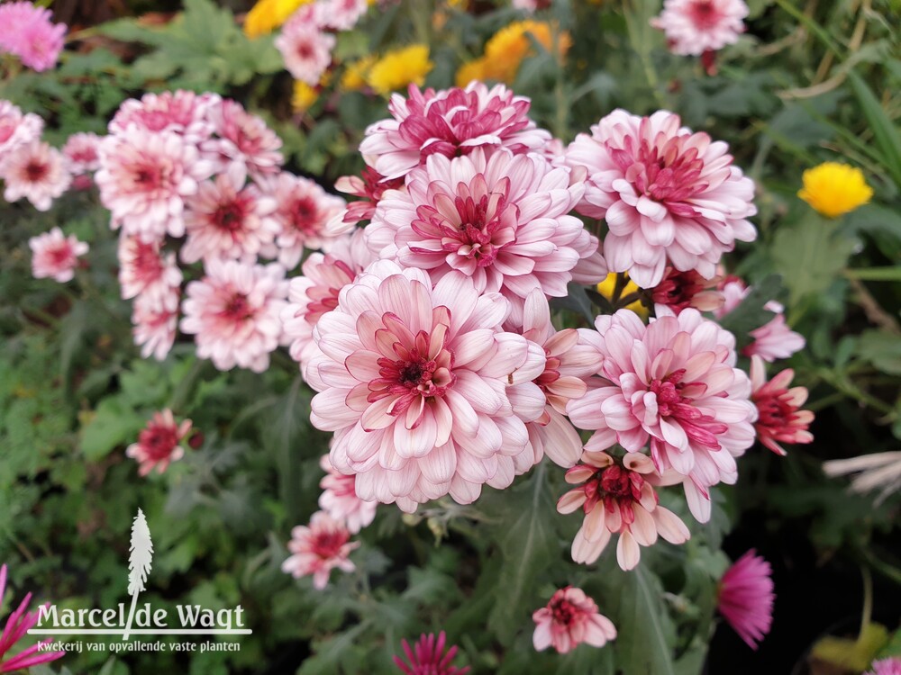 Chrysanthemum Lagoa Rose