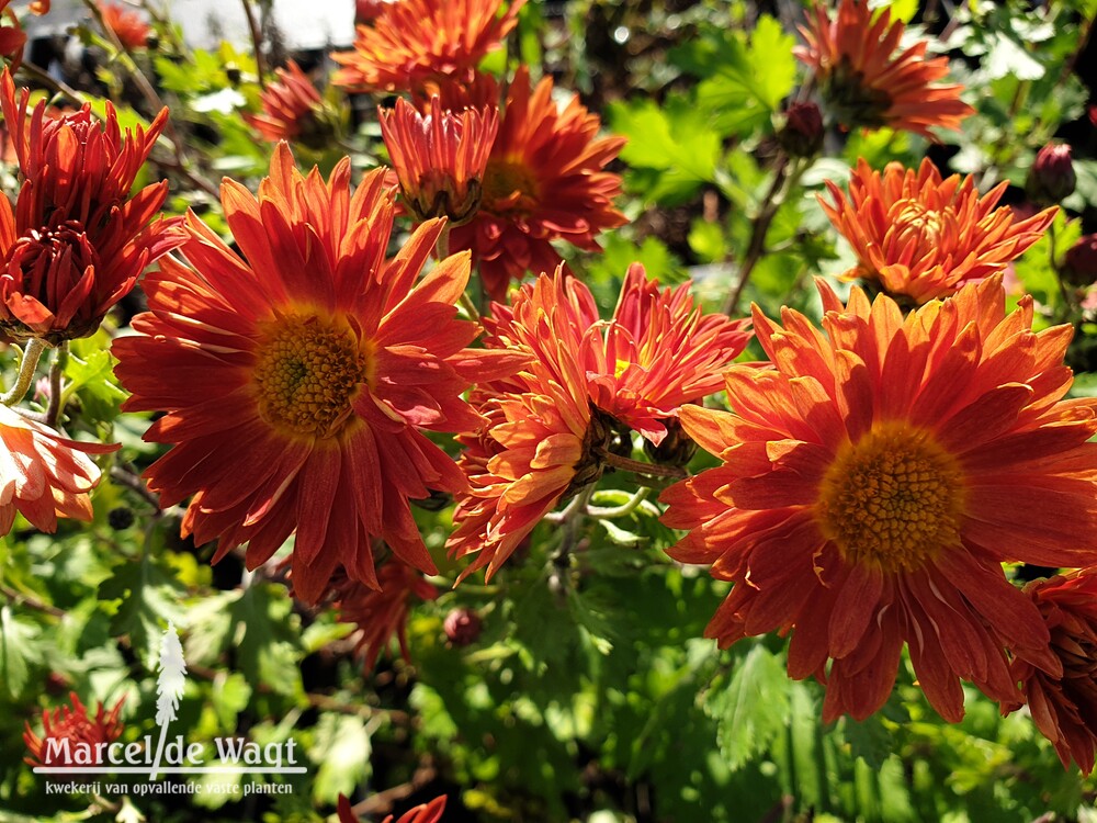 Chrysanthemum Marion