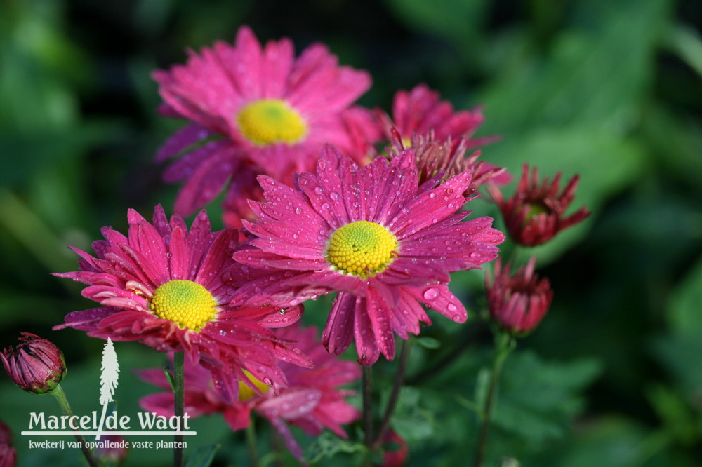 Chrysanthemum Oury