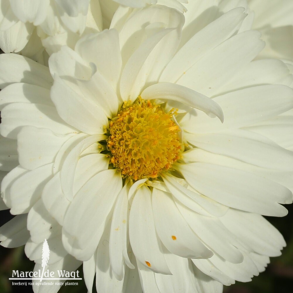 Chrysanthemum Poesie