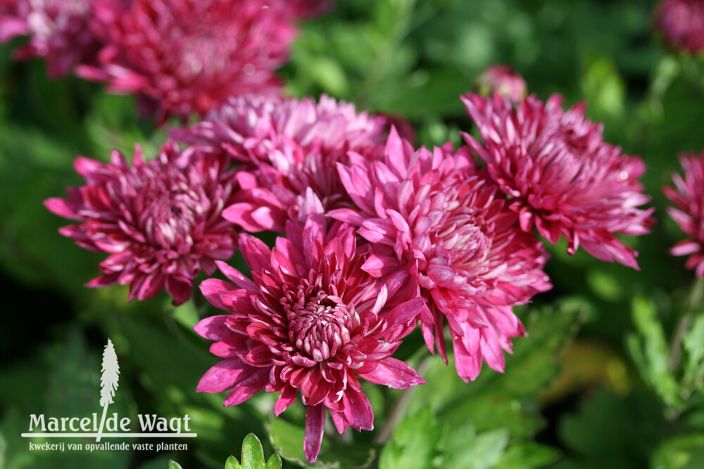 Chrysanthemum Shiraz