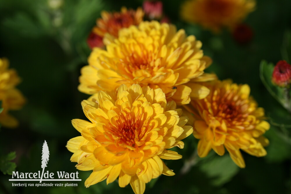 Chrysanthemum Stallion