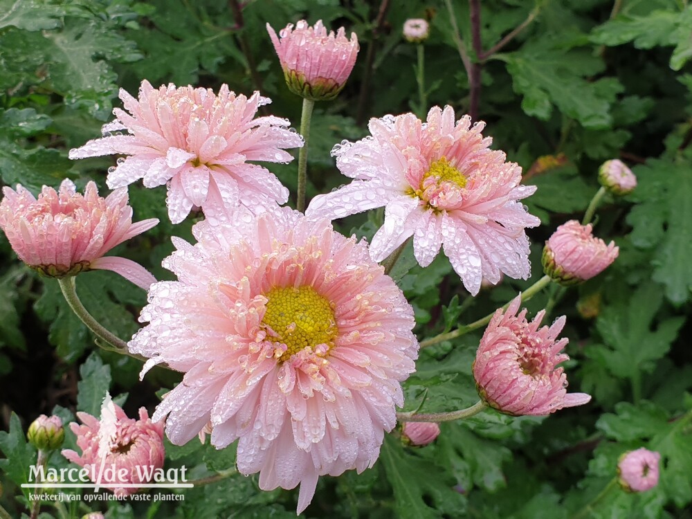 Chrysanthemum Vens Roze Wolken