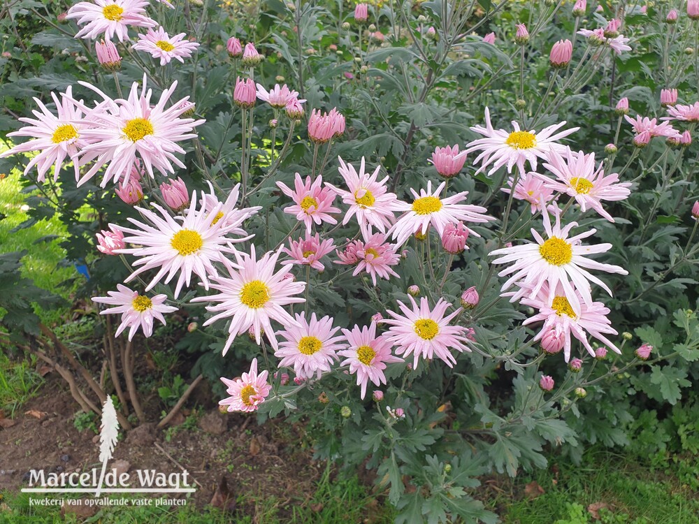 Chrysanthemum Vens Roze Zonnestralen