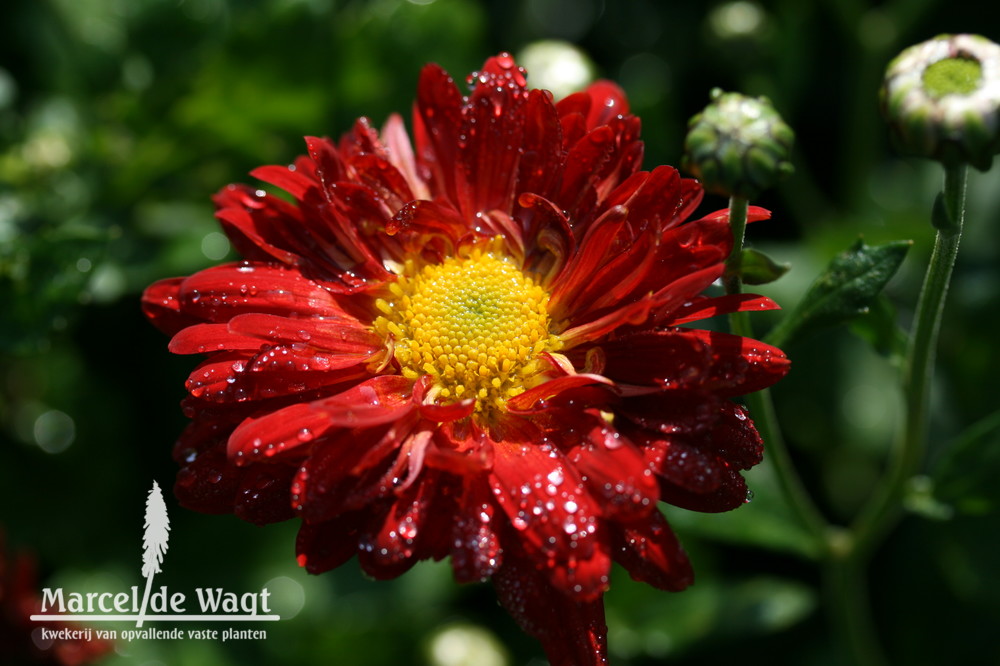 Chrysanthemum Vens Sunny Deep Red