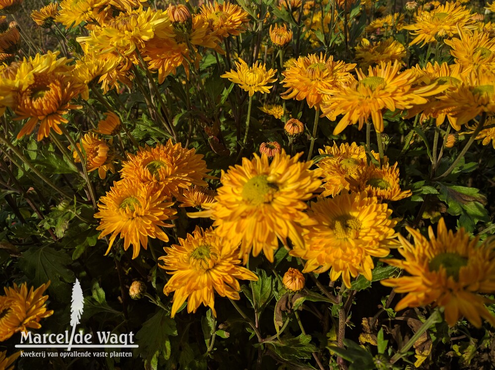 Chrysanthemum Vens Wild Oranges