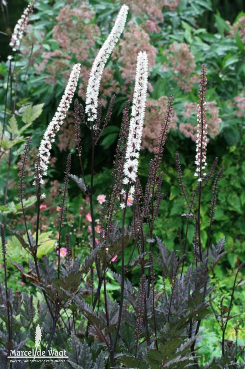 Cimicifuga simplex Pink Spike