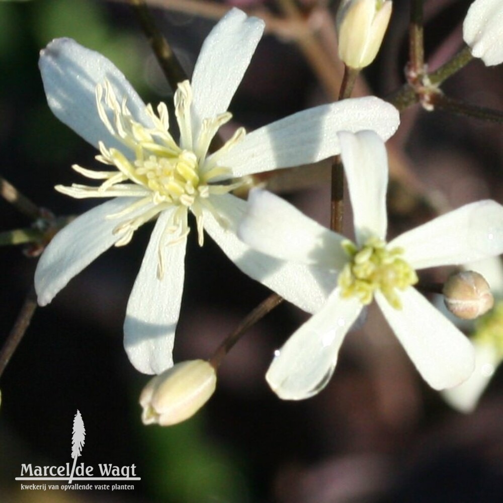 Clematis recta Red Velvet