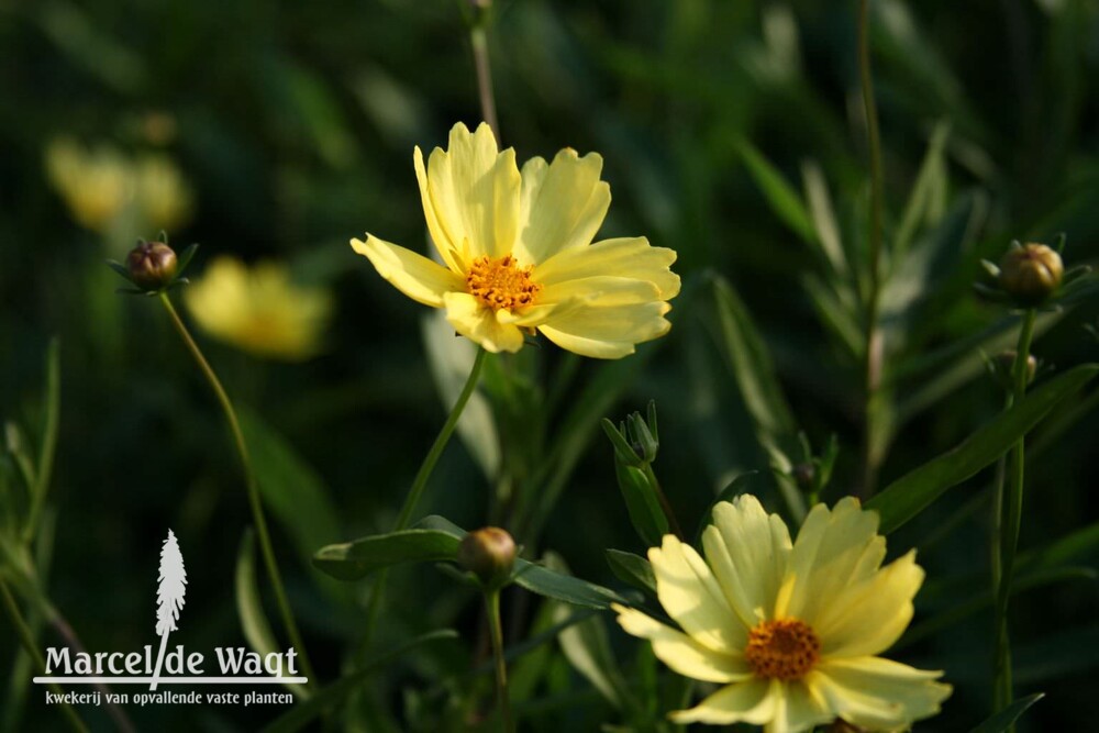 Coreopsis Full Moon