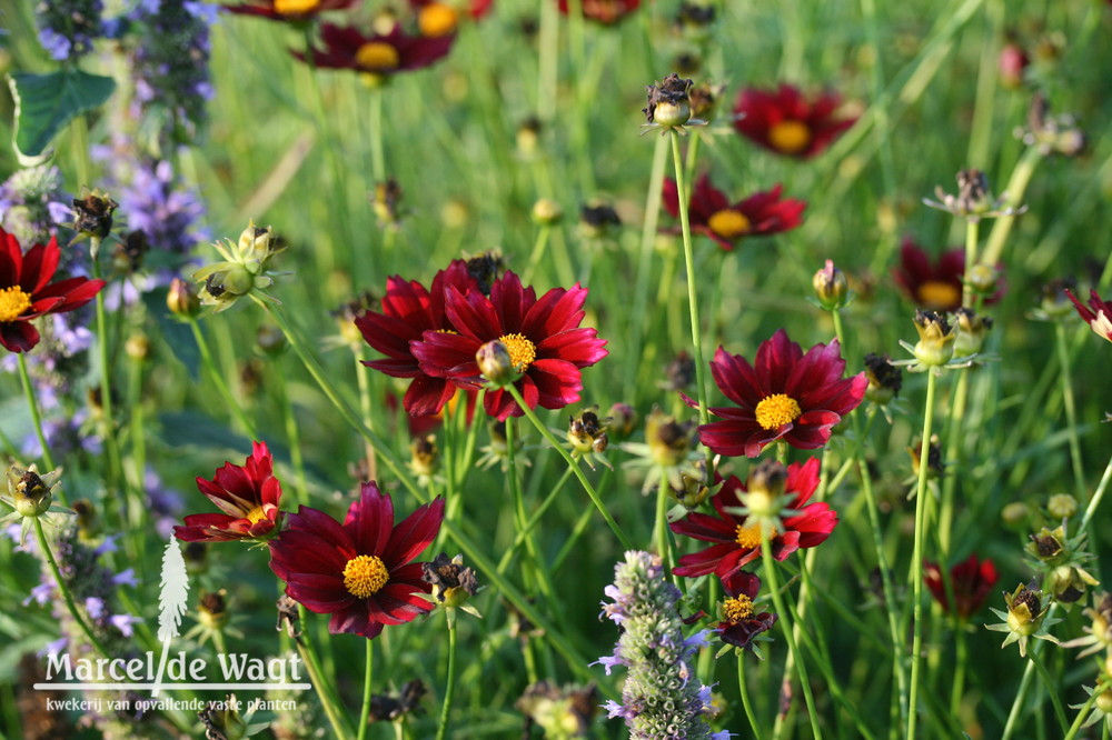 Coreopsis Mercury Rising