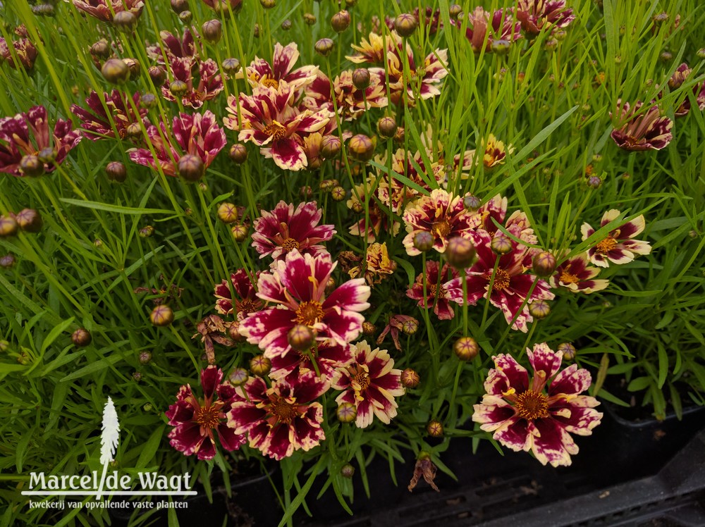 Coreopsis Ruby Frost