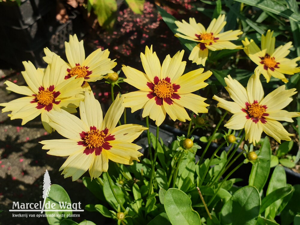 Coreopsis Solar Moon