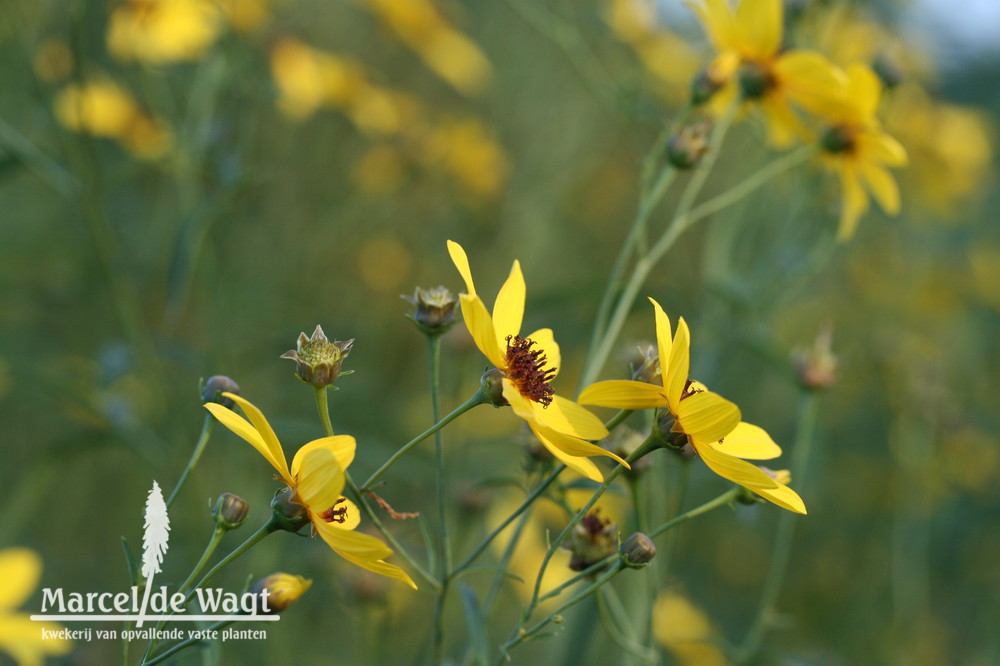 Coreopsis tripteris