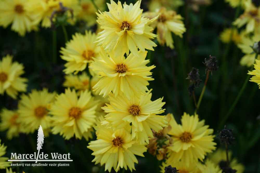 Coreopsis Vens Bright Yellow