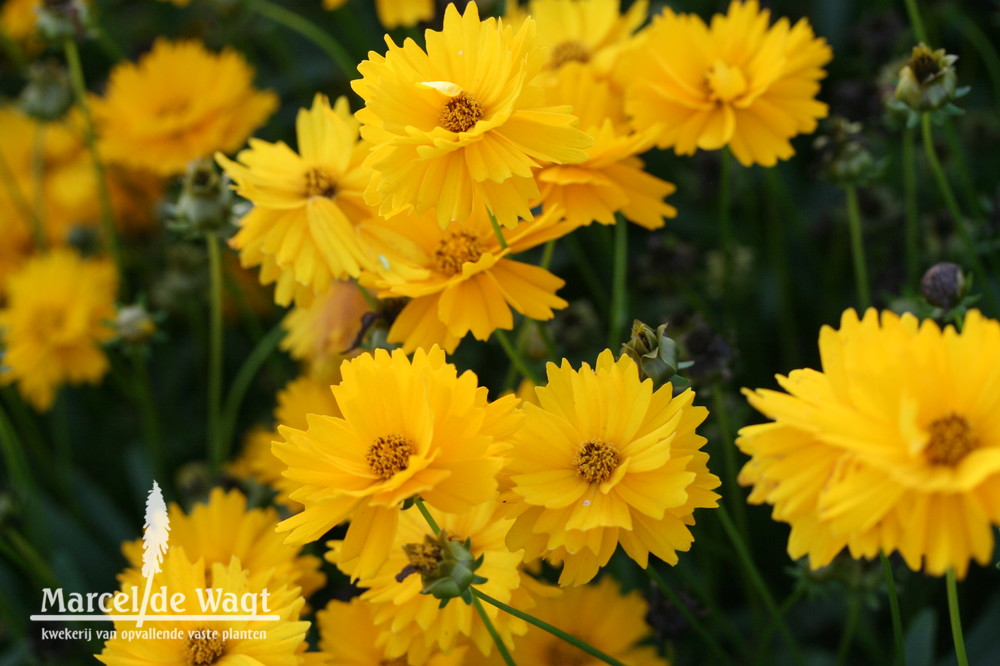 Coreopsis Vens Orange Yellow