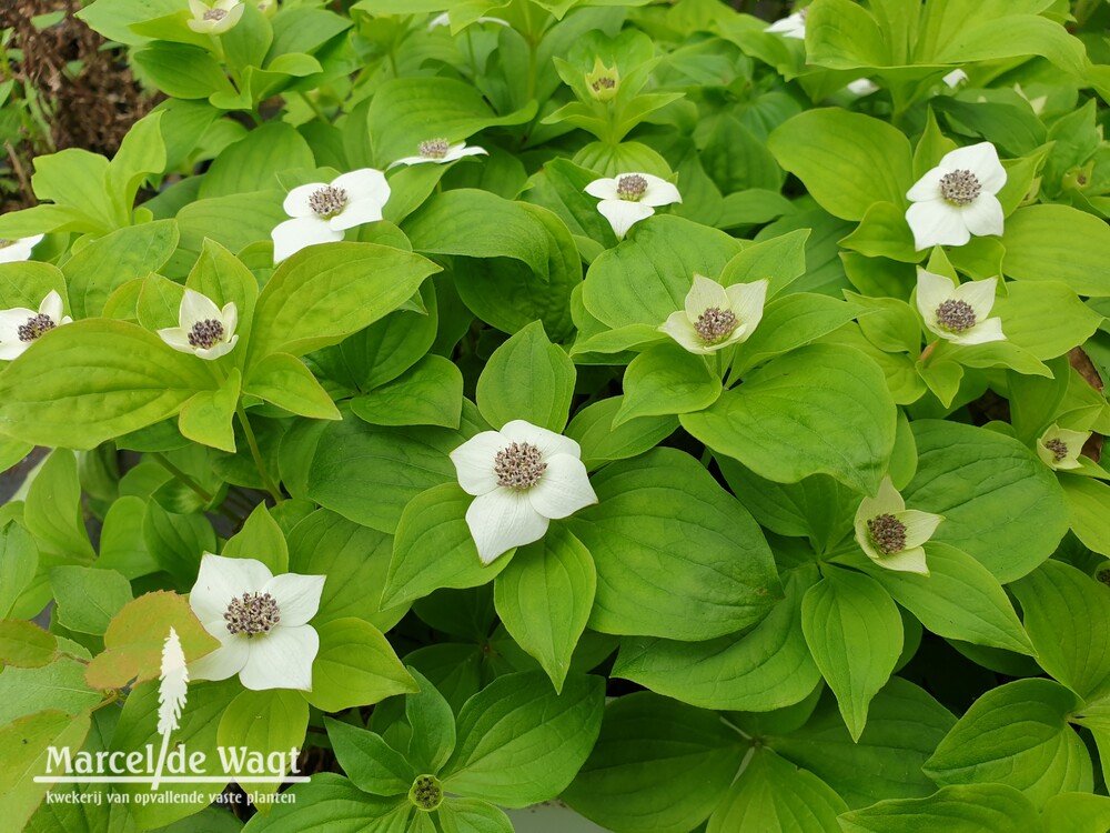 Cornus canadensis
