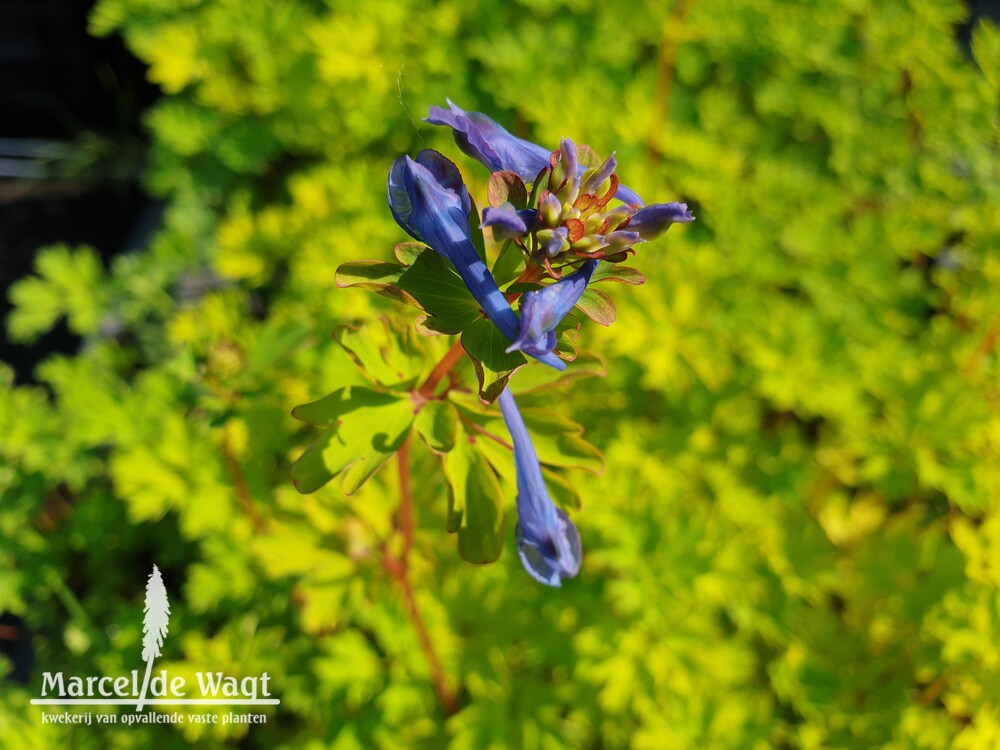 Corydalis elata Golden Spinners