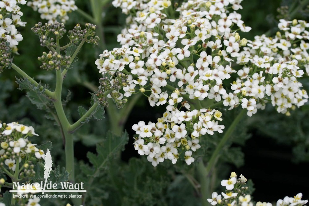 Crambe maritima