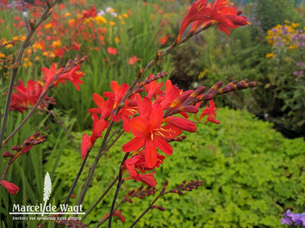 Crocosmia Anna-Marie