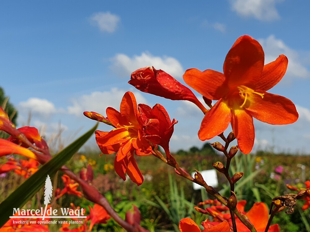 Crocosmia Babylon