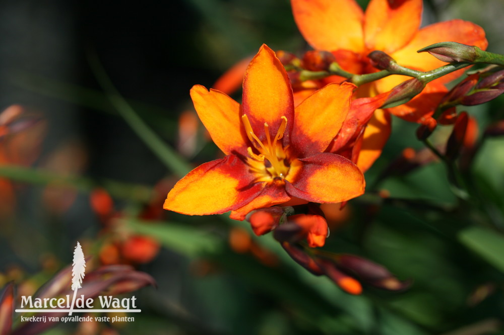 Crocosmia Emily McKenzie