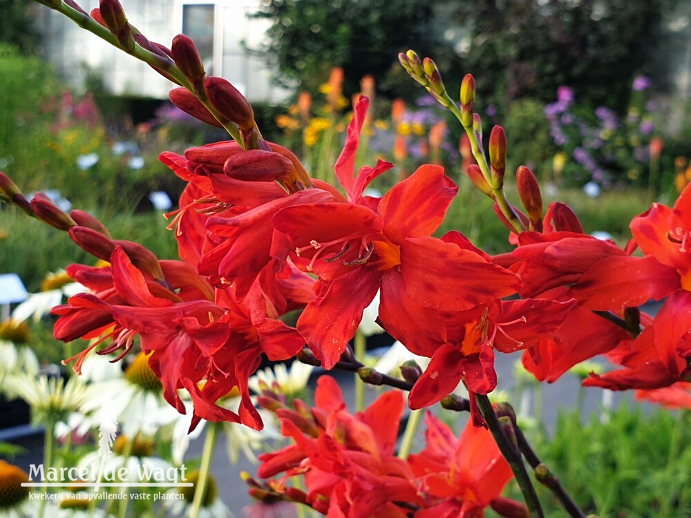 Crocosmia Fire Fly