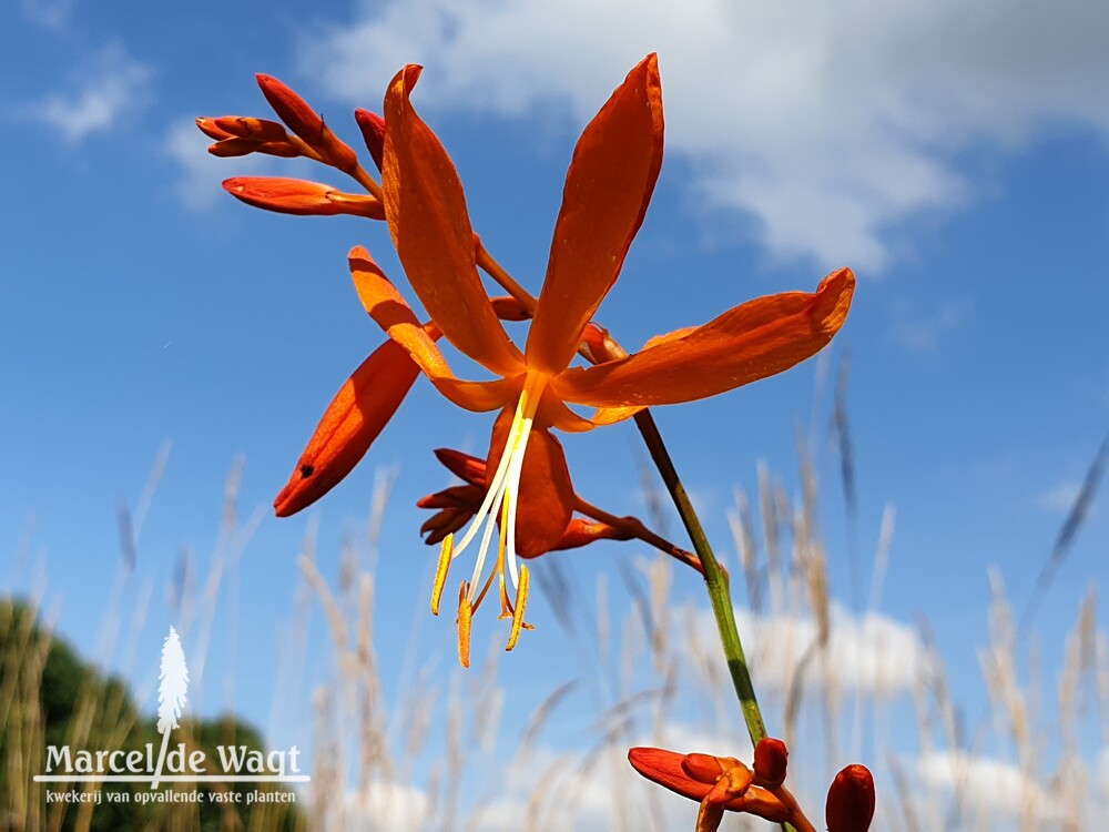 Crocosmia Golden Ballerina