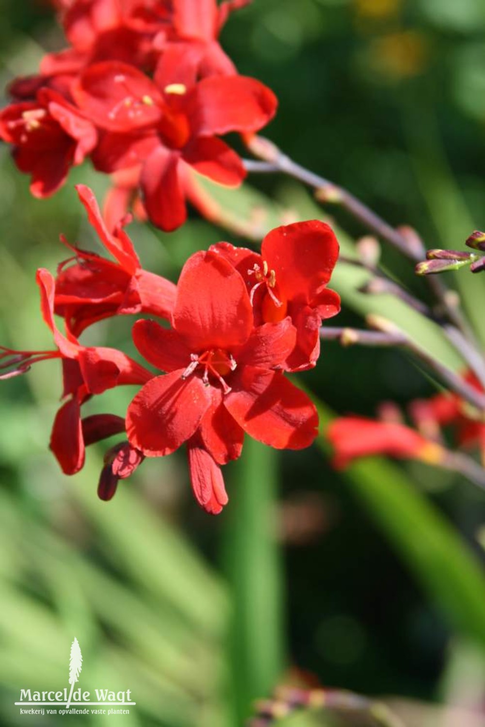 Crocosmia Hellfire