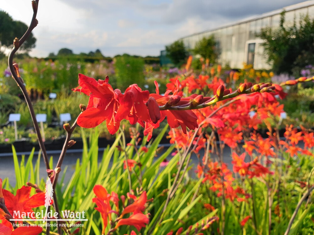 Crocosmia Karin