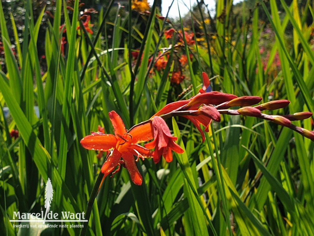 Crocosmia Lady Ann