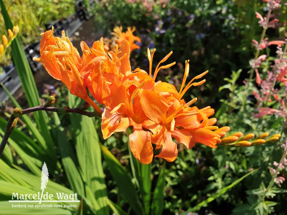 Crocosmia masoniorum Sherbert Orange