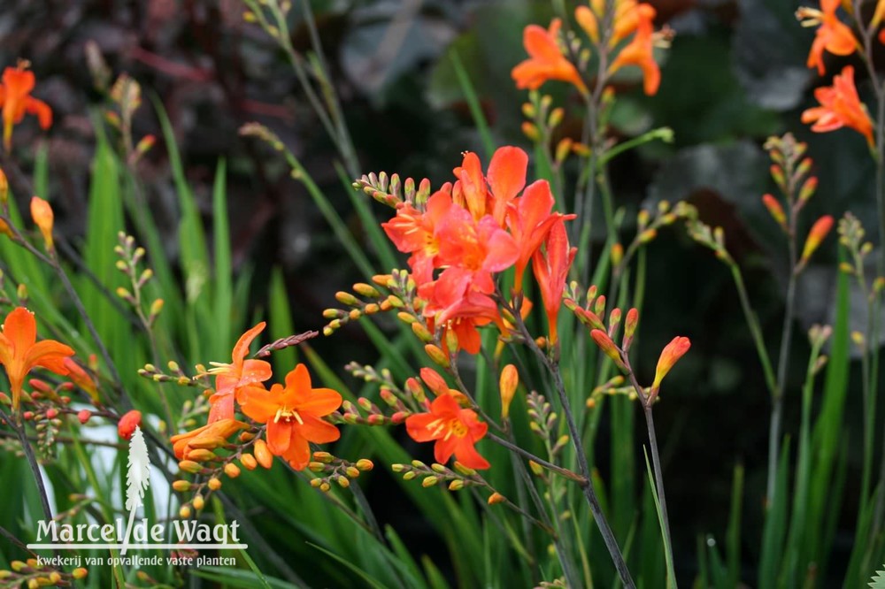 Crocosmia Okavango