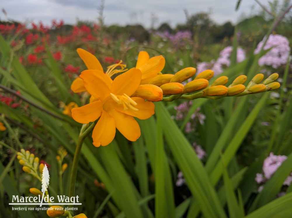 Crocosmia Paul's Best Yellow