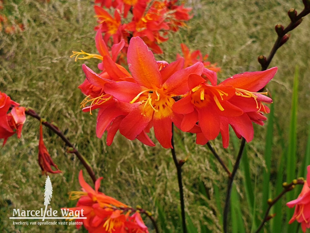 Crocosmia Prince of Orange