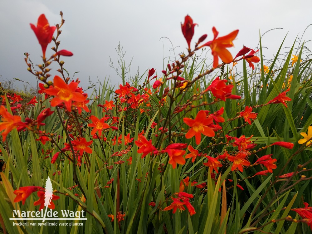 Crocosmia Star of the East