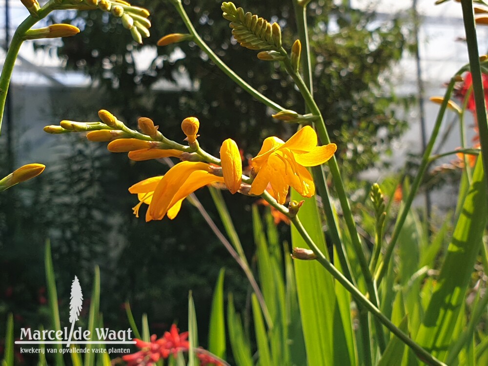 Crocosmia Yellow Emberglow