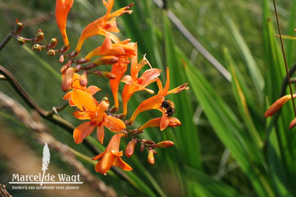 Crocosmia Zeal Giant