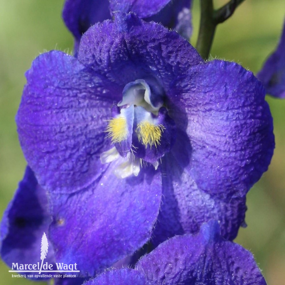 Delphinium x belladonna Atlantis