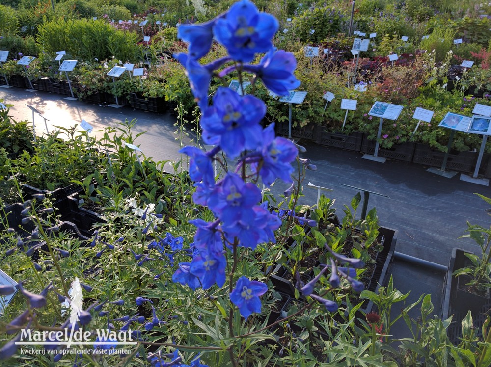 Delphinium x belladonna Balaton
