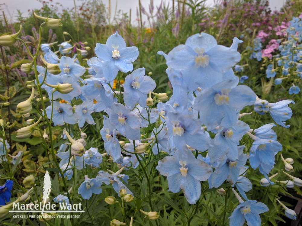 Delphinium x belladonna Ballkleid