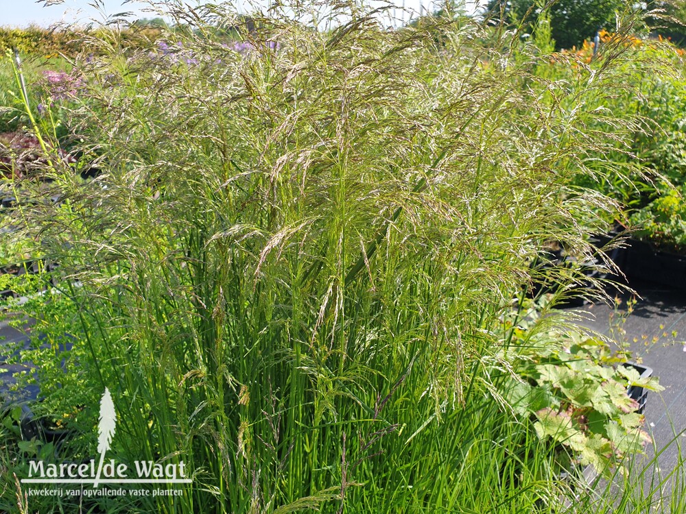 Deschampsia cespitosa Palava