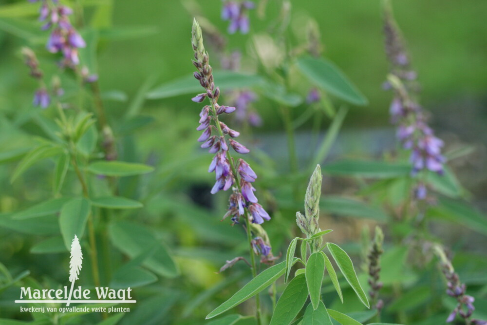 Desmodium canadense