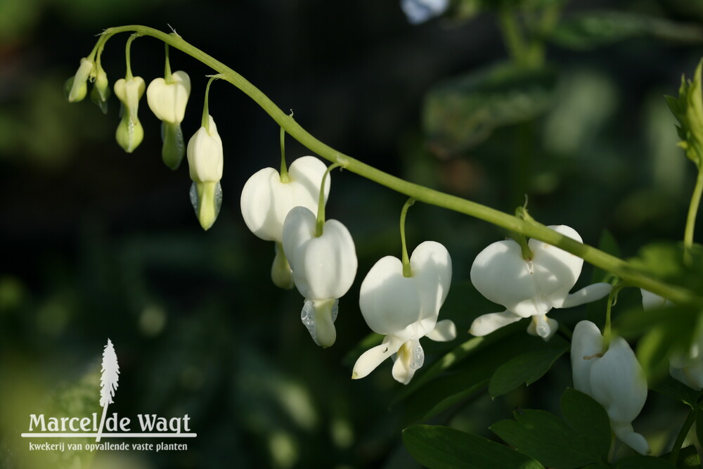 Dicentra spectabilis Alba