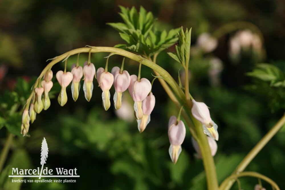 Dicentra spectabilis Cupid