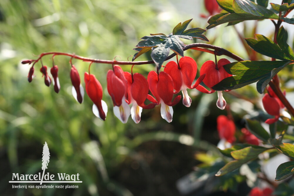 Dicentra spectabilis Valentine