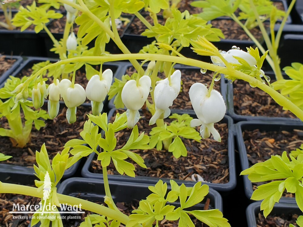 Dicentra spectabilis White Gold